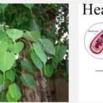 pipal leaves to cure heart blockage