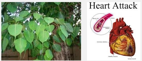 pipal leaves to cure heart blockage