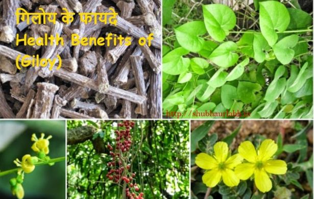 Health Benefits of (Giloy)