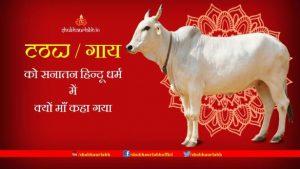 Why Cow is called Mother in Sanatan Hindu Religion