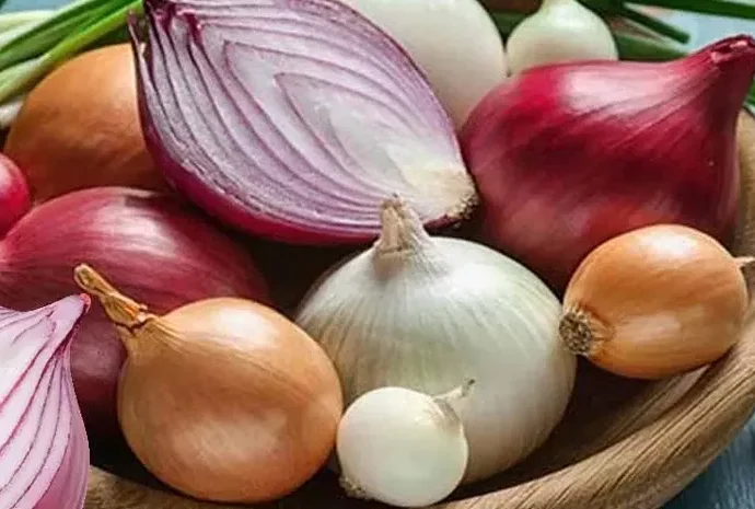 Onion / ఉల్లిపాయ