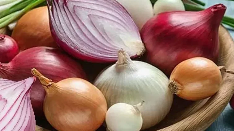 Onion / ఉల్లిపాయ
