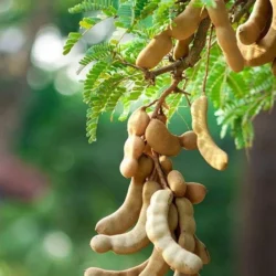 Chinta / చింత Chinta / చింత