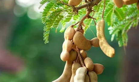 Chinta / చింత