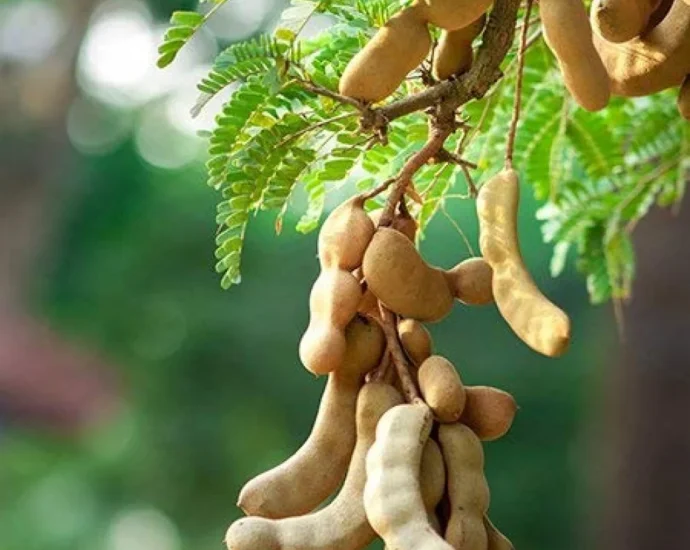 Chinta / చింత