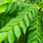 Curry Leaves / కరివేపాకు