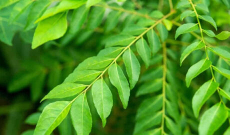 Curry Leaves / కరివేపాకు