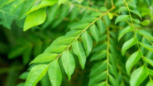 Curry Leaves / కరివేపాకు